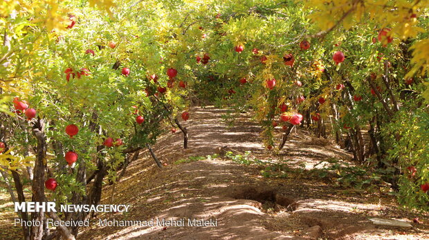 Harvesting pomegranates in Shahreza