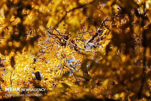 Hamedan in Autumn