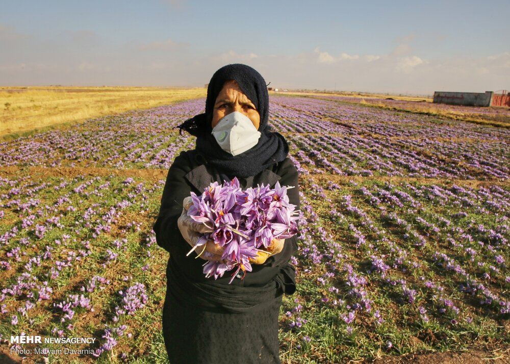 حصاد "الذهب الاحمر" في محافظة خراسان الشمالية