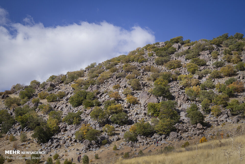 آفت به جان ۲۰ هزار هکتار از جنگل‌های بلوط لرستان افتاد/ شناسایی ۴ کانون بحران