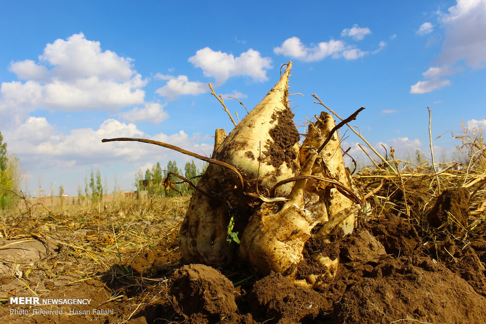 اینجا شِکَر می‌کارند!