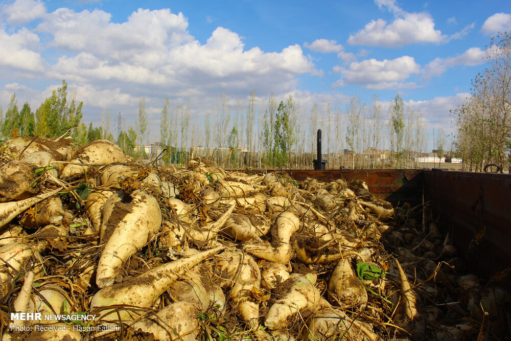 کاهش ۵۰ درصدی برداشت چغندر قند از مزارع فریمان