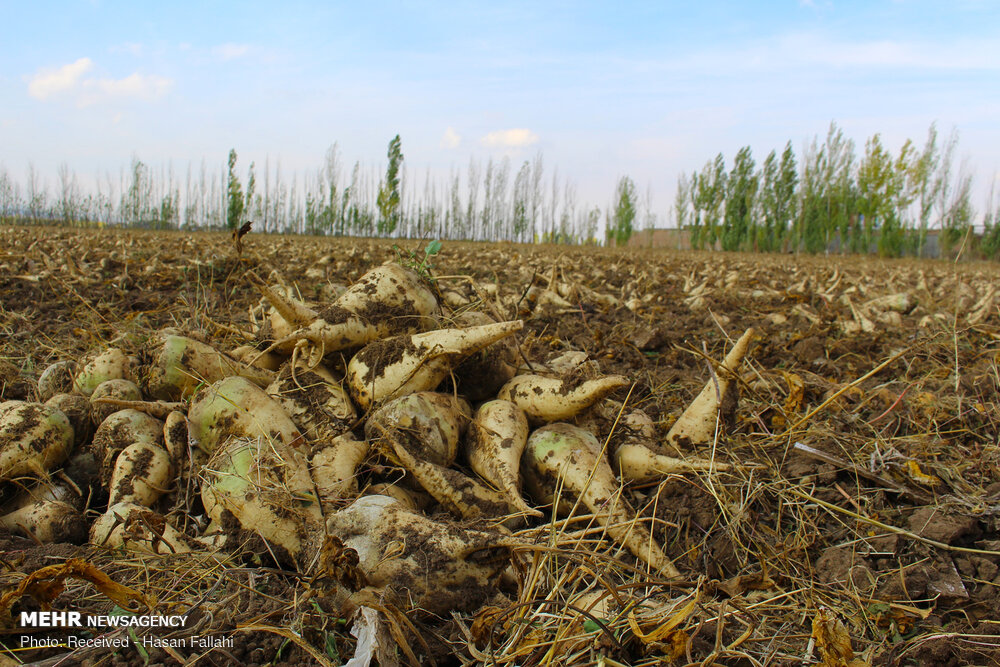۱.۴ میلیون تن چغندرقند از کشاورزان آذربایجان غربی خریداری شد