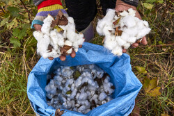 Cotton harvest in Golestan Prov.