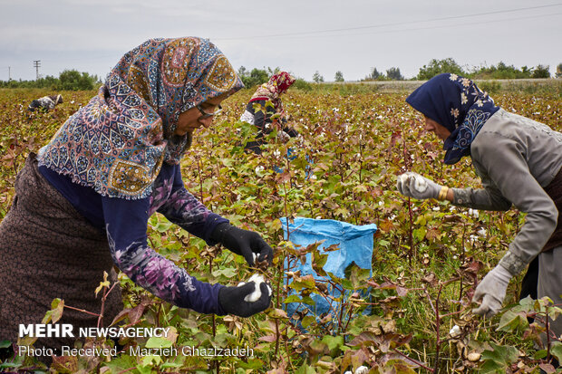 cotton harvest in Golestan province