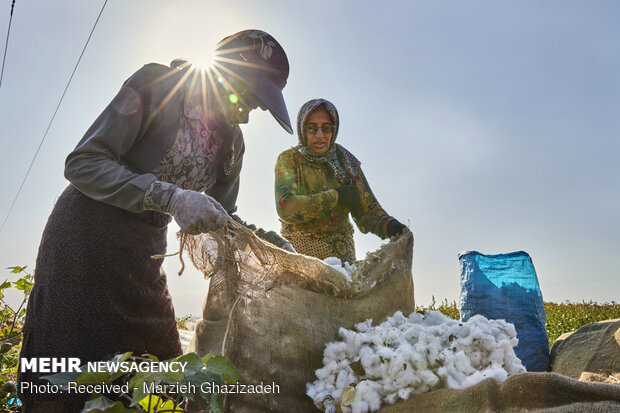 cotton harvest in Golestan province