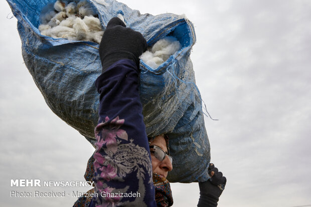 cotton harvest in Golestan province