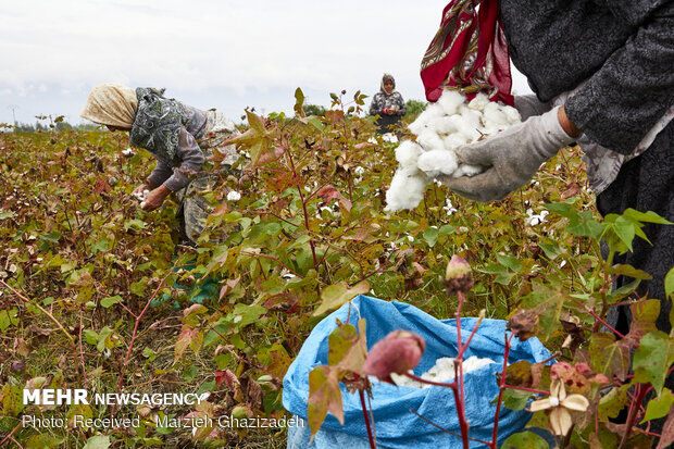 cotton harvest in Golestan province