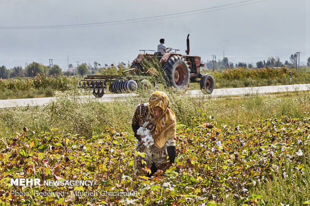 cotton harvest in Golestan province