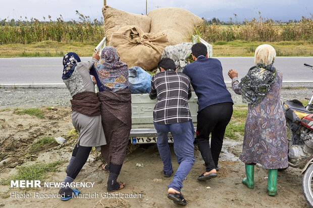 cotton harvest in Golestan province