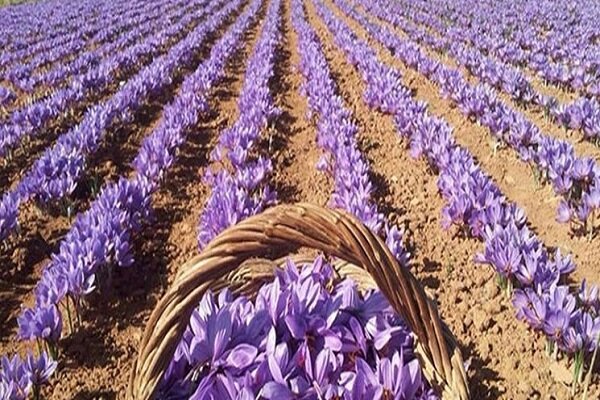Iran’s saffron exports hit 37 tons in three months