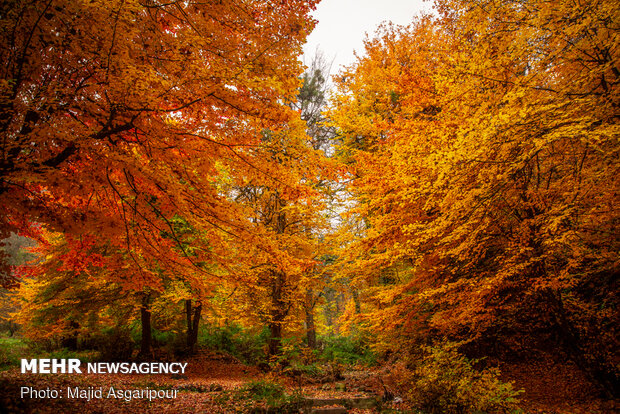 الخريف؛ ملك الفصول وما يظفيه من جمال للغابات الهيركانية في شمال ايران