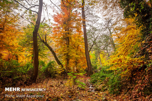 Mesmerizing beauty of Iran’s northern forests in autumn