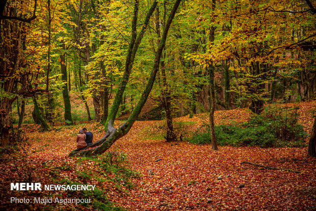 Mesmerizing beauty of Iran’s northern forests in autumn