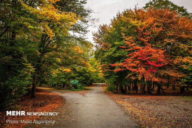 Mesmerizing beauty of Iran’s northern forests in autumn