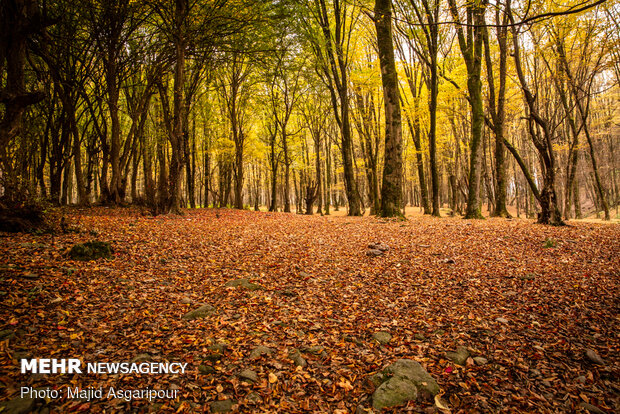 الخريف؛ ملك الفصول وما يظفيه من جمال للغابات الهيركانية في شمال ايران
