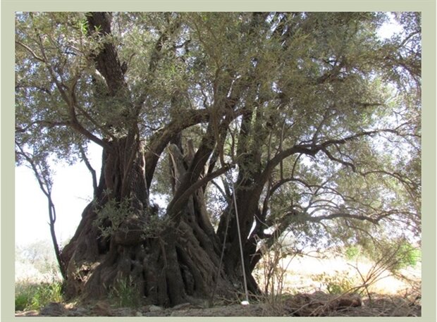 إدراج شجرة زيتون يبلغ عمرها 450 عاما ضمن قائمة المعالم الوطنية