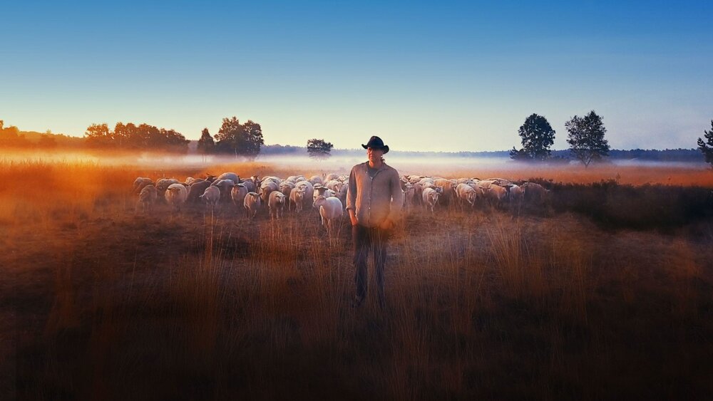 “Sheep Hero”