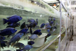 تولید ۲ میلیون قطعه ماهیان زینتی در اردبیل