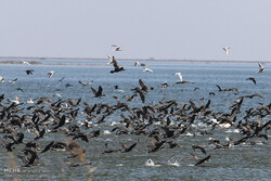 Hour al-Azim wetland hosting flocks of migratory birds