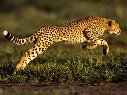 International Cheetah Day: running fast toward extinction