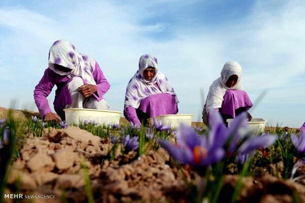 عراقة زراعة الزعفران في محافظة همدان غرب إيران بتاريخ يمتد 15 عامًا/ بالصور