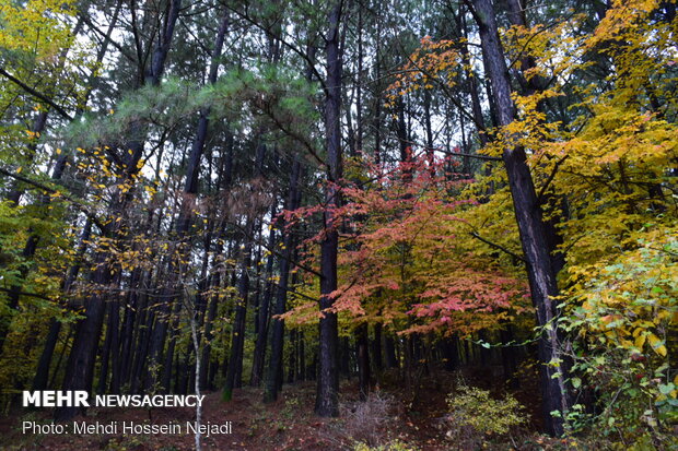 متنزه الغابة "بي بي يانلو" بشمال إيران في موسم الخريف