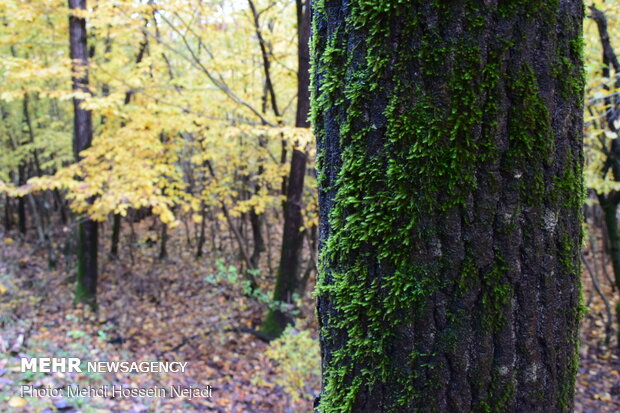 متنزه الغابة "بي بي يانلو" بشمال إيران في موسم الخريف