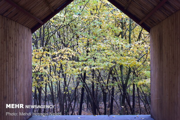 Bibi Yanlu forest park in autumn