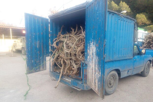 30 قاچاقچی چوب درختان جنگلی، تاغ و گز در شاهرود دستگیر شدند