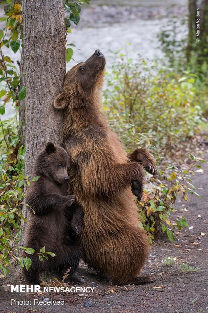 فینالیست های مسابقه عکاسی حیات وحش ۲۰۱۹‎