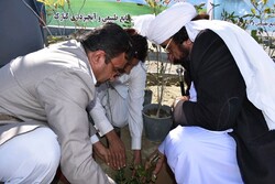 مراسم نهضت درختکاری در «زرآباد» کنارک برگزار شد