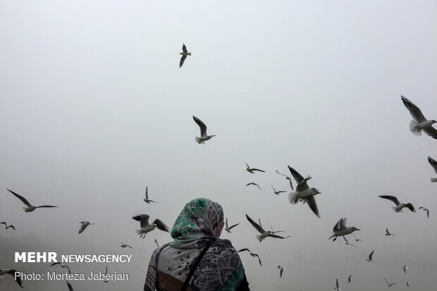 Migratory birds return to Karun