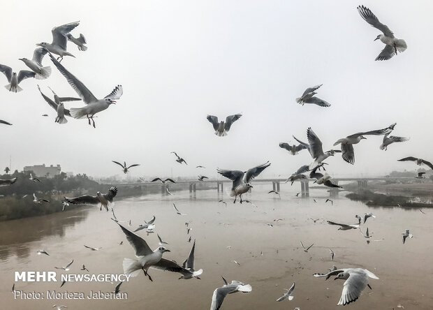 Migratory birds return to Karun