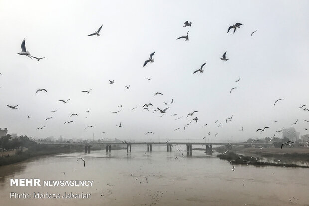 Migratory birds return to Karun