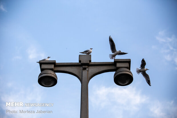 Migratory birds return to Karun