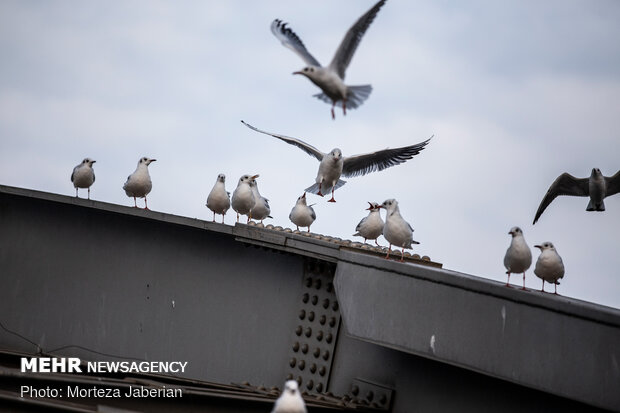 Migratory birds return to Karun