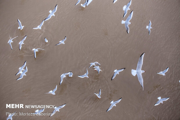 Migratory birds return to Karun