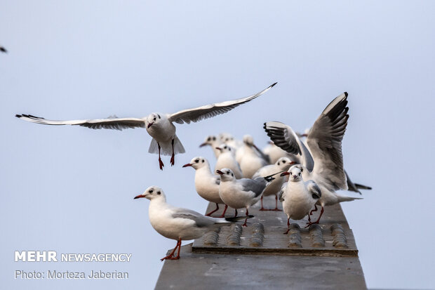 Migratory birds return to Karun