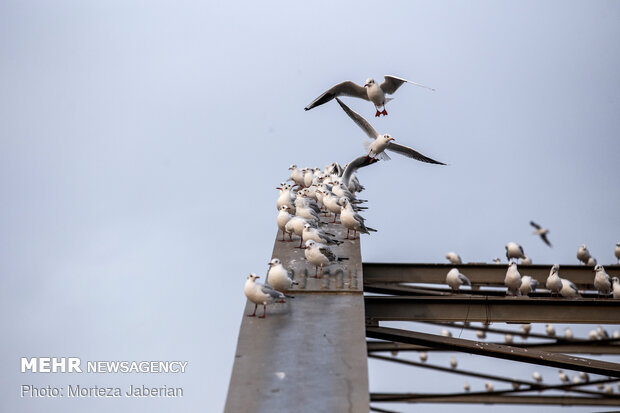 Migratory birds return to Karun