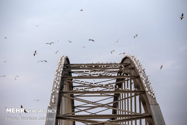 Migratory birds return to Karun