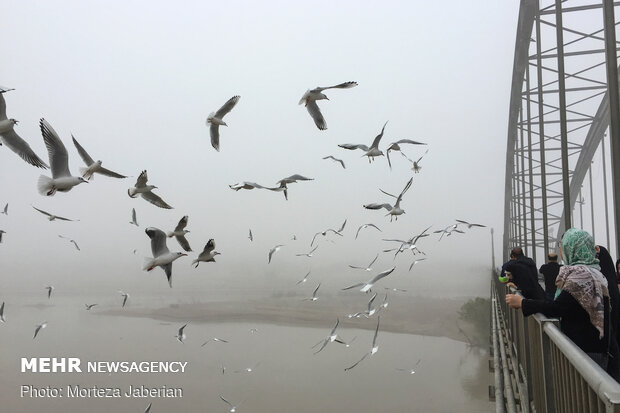 Migratory birds return to Karun