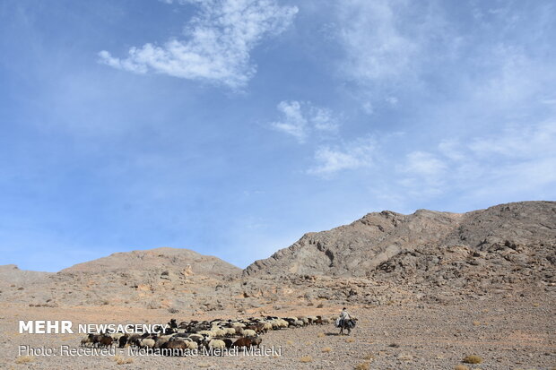 قصه چوپان تنهای آواز خوان‎