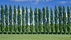 55m saplings to be planted in Iran within 4 months
