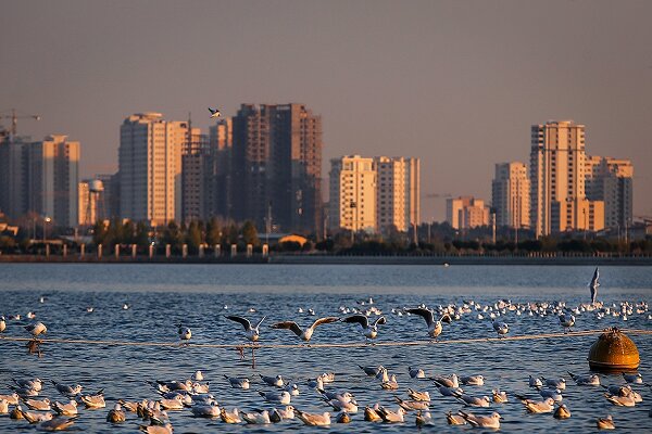 Chitgar Lake hosting migratory birds passing Tehran 