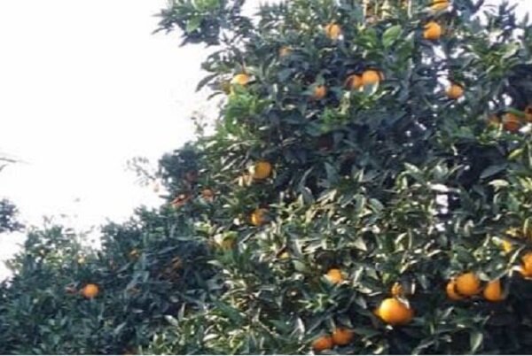 مگس میوه با پرتقال وارد کشور شد/ آفت به ۳۰۰ محصول خسارت می زند