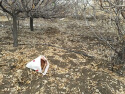 دستگیری شکارچی غیر مجاز با لاشه گراز وحشی در حاجی‌آباد