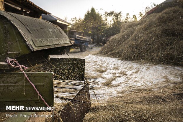 Traditional method of threshing rice