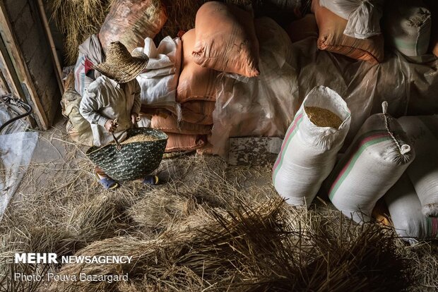 Traditional method of threshing rice