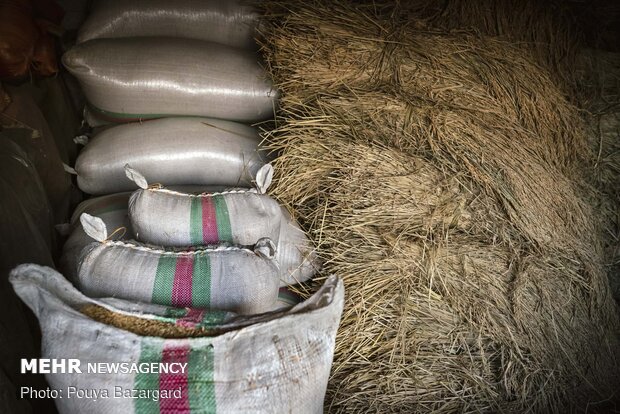روش های سنتی کاشت و برداشت برنج رو به فراموشی است و آقای جهانی از معدود کسانی است که این مراحل را به روش سنتی انجام می دهد